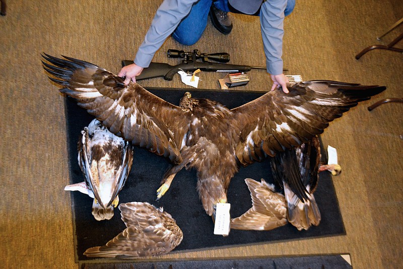 
              FILE - This Feb. 1, 2016, file photo provided by the Nevada Department of Wildlife shows a Nevada game warden displaying the carcasses and wings of two golden eagles and a hawk seized from an Arizona man accused of killing an eagle and illegally possessing raptor parts at the department's office in Elko. A two-year undercover operation in South Dakota has led to indictments against 15 people for illegally trafficking eagles and other migratory birds. The case in federal court in South Dakota offers a rare window into the black market for eagle feathers, parts and handicrafts. (Joe Doucette/Nevada Department of Wildlife via AP, File)
            