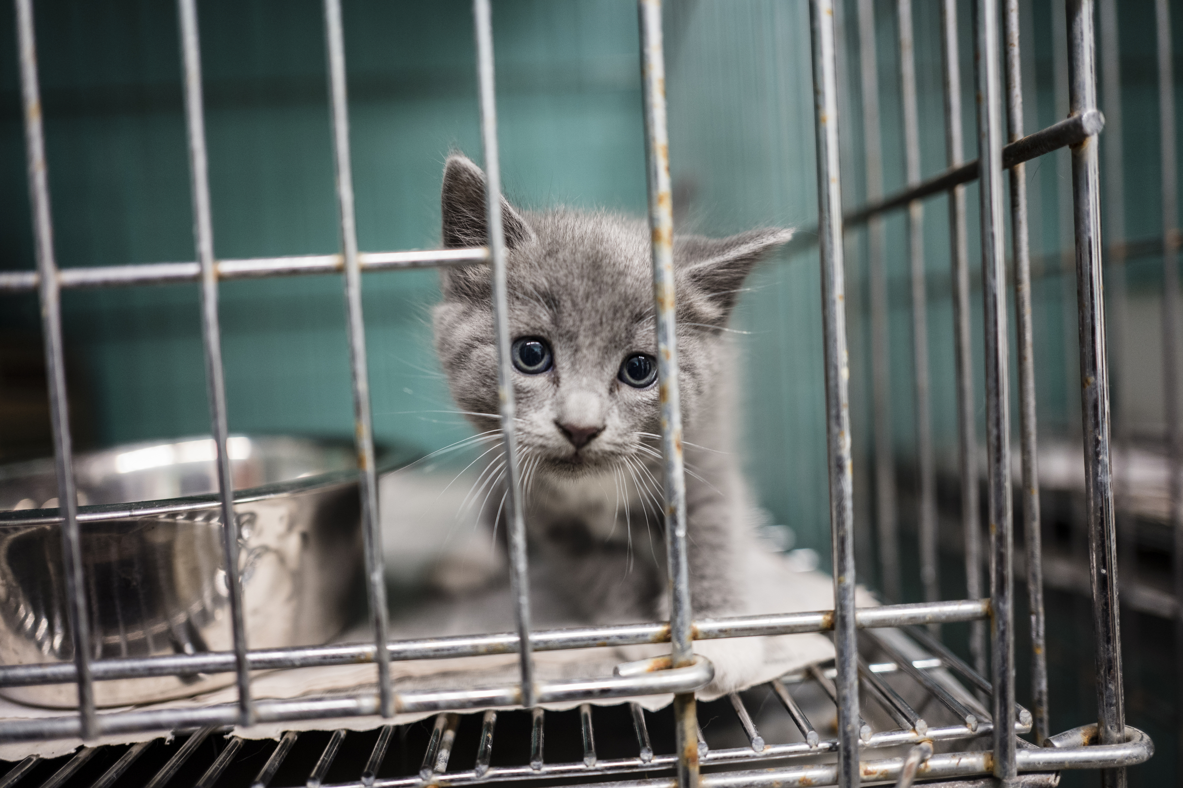 A kitten is seen in a cage at the Walker County Animal Shelter on Friday, April 28, 2017, in Chickamauga, Ga. The shelter is partnering with Target Zero to reduce the shelter's euthanasia rate.