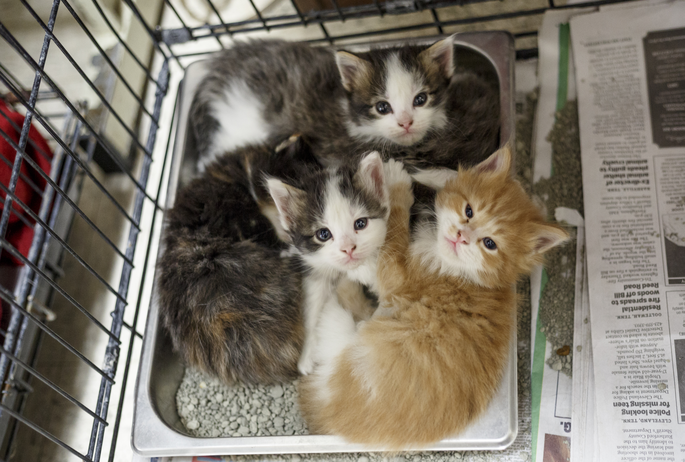 Kittens rest together in a cage at the Walker County Animal Shelter on Friday, April 28, 2017, in Chickamauga, Ga. The shelter is partnering with Target Zero to reduce the shelter's euthanasia rate.