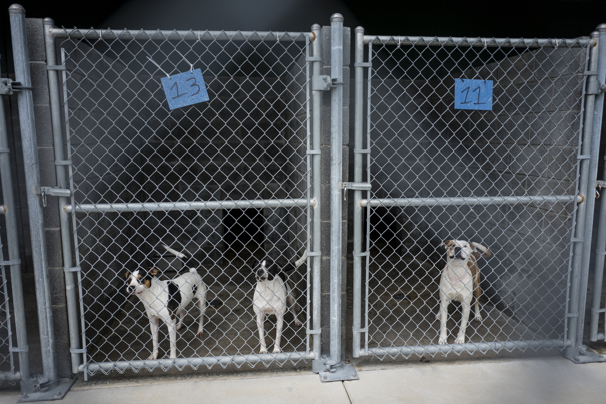 Dogs are seen in kennels at the Walker County Animal Shelter on Friday, April 28, 2017, in Chickamauga, Ga. The shelter is partnering with Target Zero to reduce the shelter's euthanasia rate.