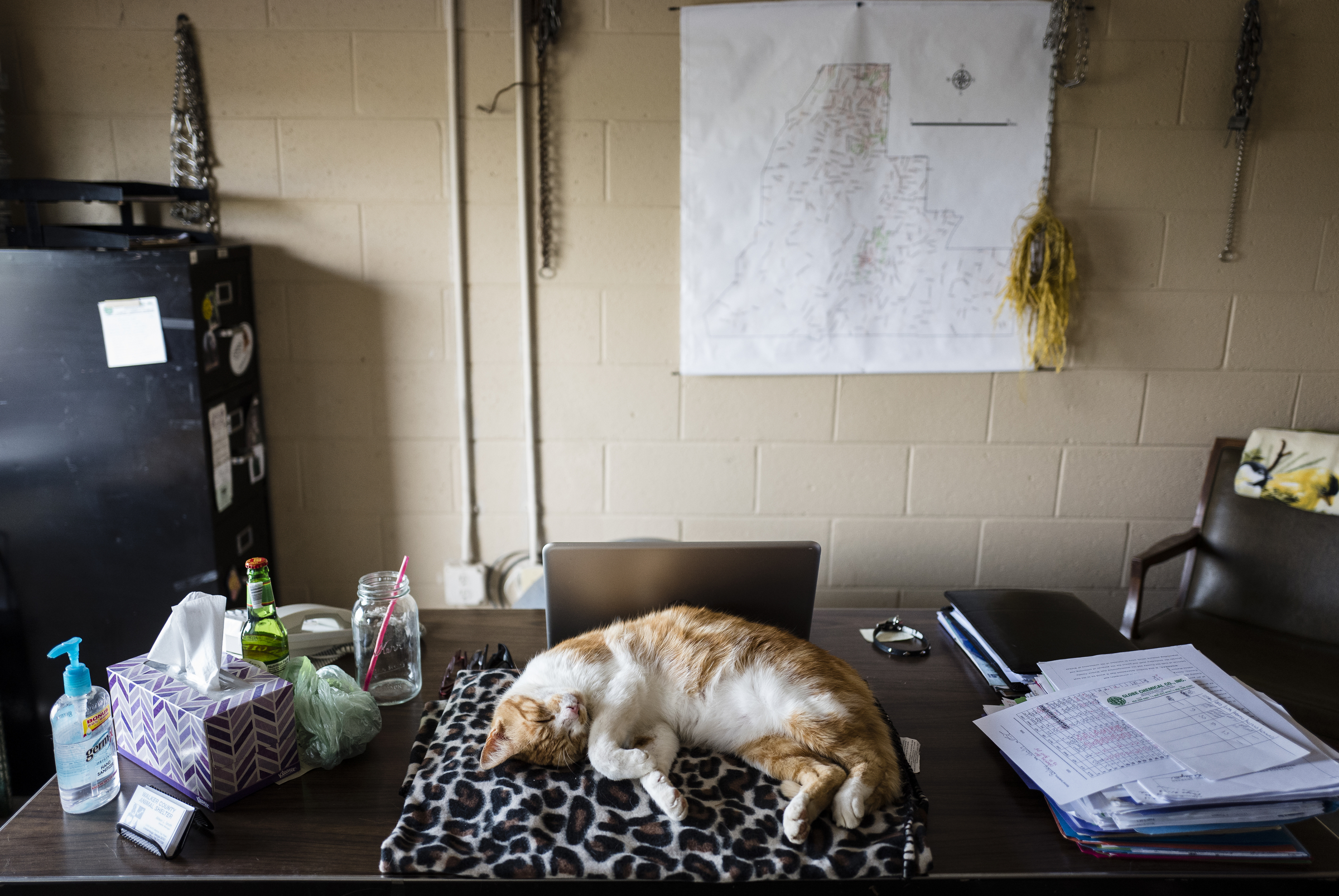 A cat naps on director Alison Smith's desk at the Walker County Animal Shelter on Friday, April 28, 2017, in Chickamauga, Ga. The shelter is partnering with Target Zero to reduce the shelter's euthanasia rate.