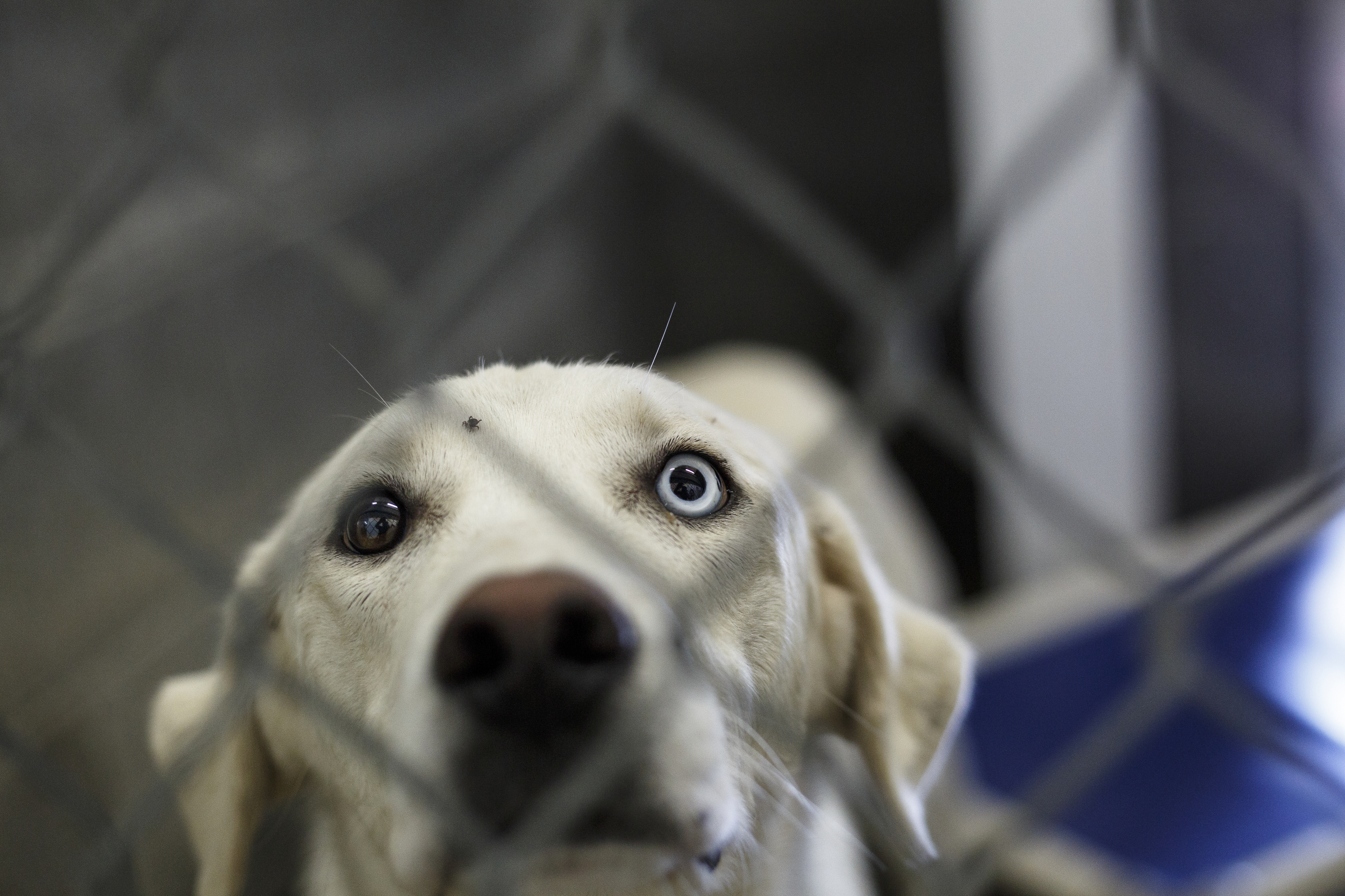 A dog with heterochromia, which means its eyes are two different colors, is seen in a kennel at the Walker County Animal Shelter on Friday, April 28, 2017, in Chickamauga, Ga. The shelter is partnering with Target Zero to reduce the shelter's euthanasia rate.