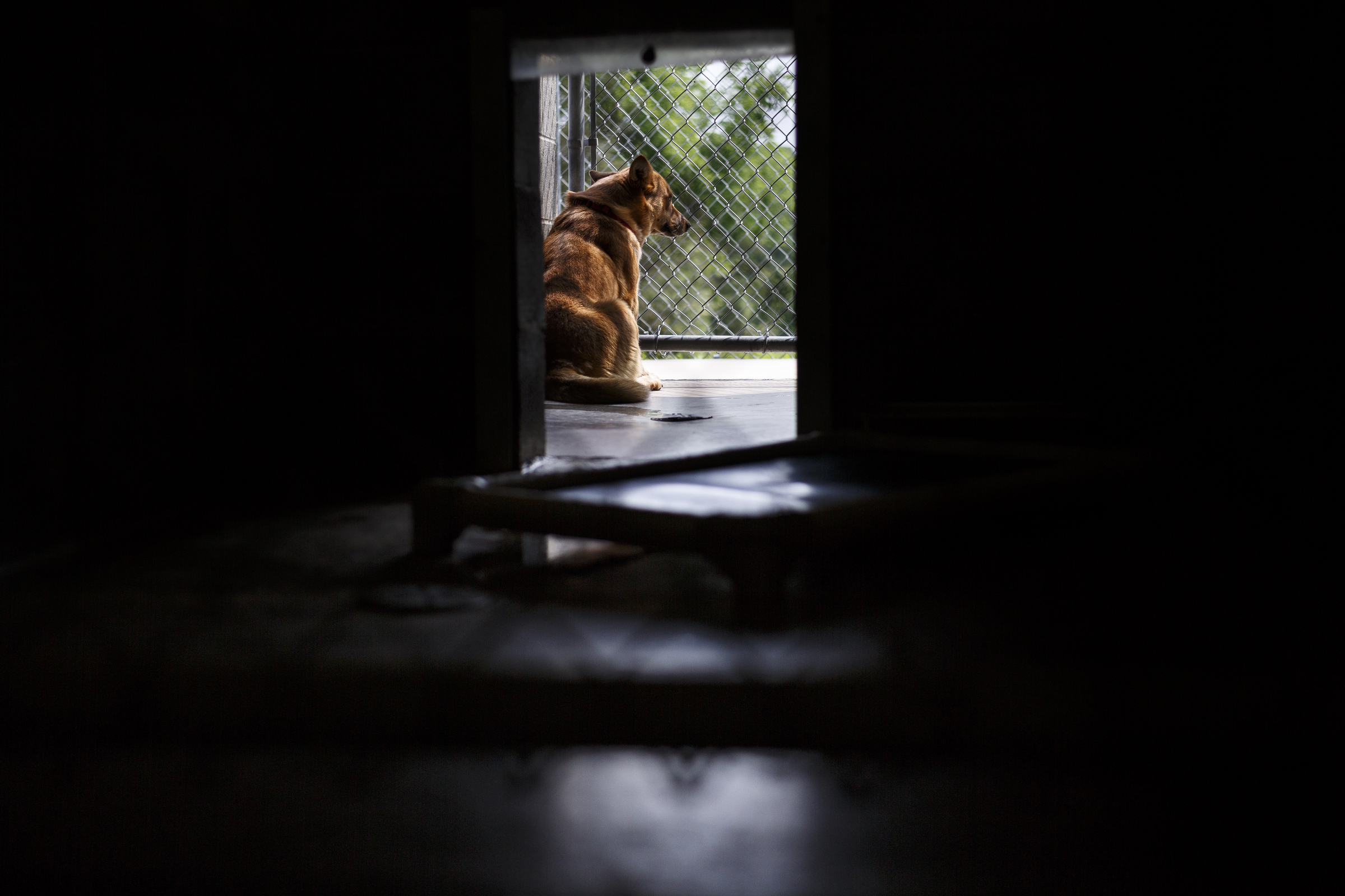 A dog waits in the outdoor area of a kennel at the Walker County Animal Shelter on Friday, April 28, 2017, in Chickamauga, Ga. The shelter is partnering with Target Zero to reduce the shelter's euthanasia rate.