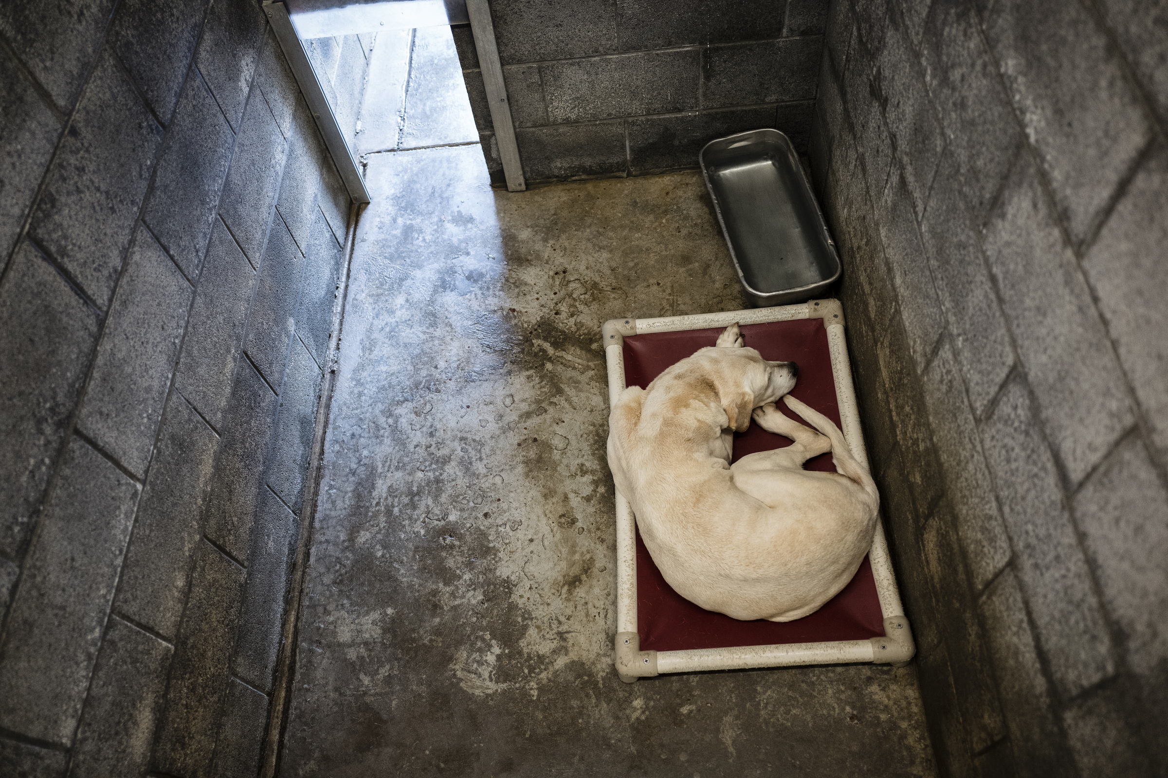 A dog lays on a bed in a kennel at the Walker County Animal Shelter on Friday, April 28, 2017, in Chickamauga, Ga. The shelter is partnering with Target Zero to reduce the shelter's euthanasia rate.