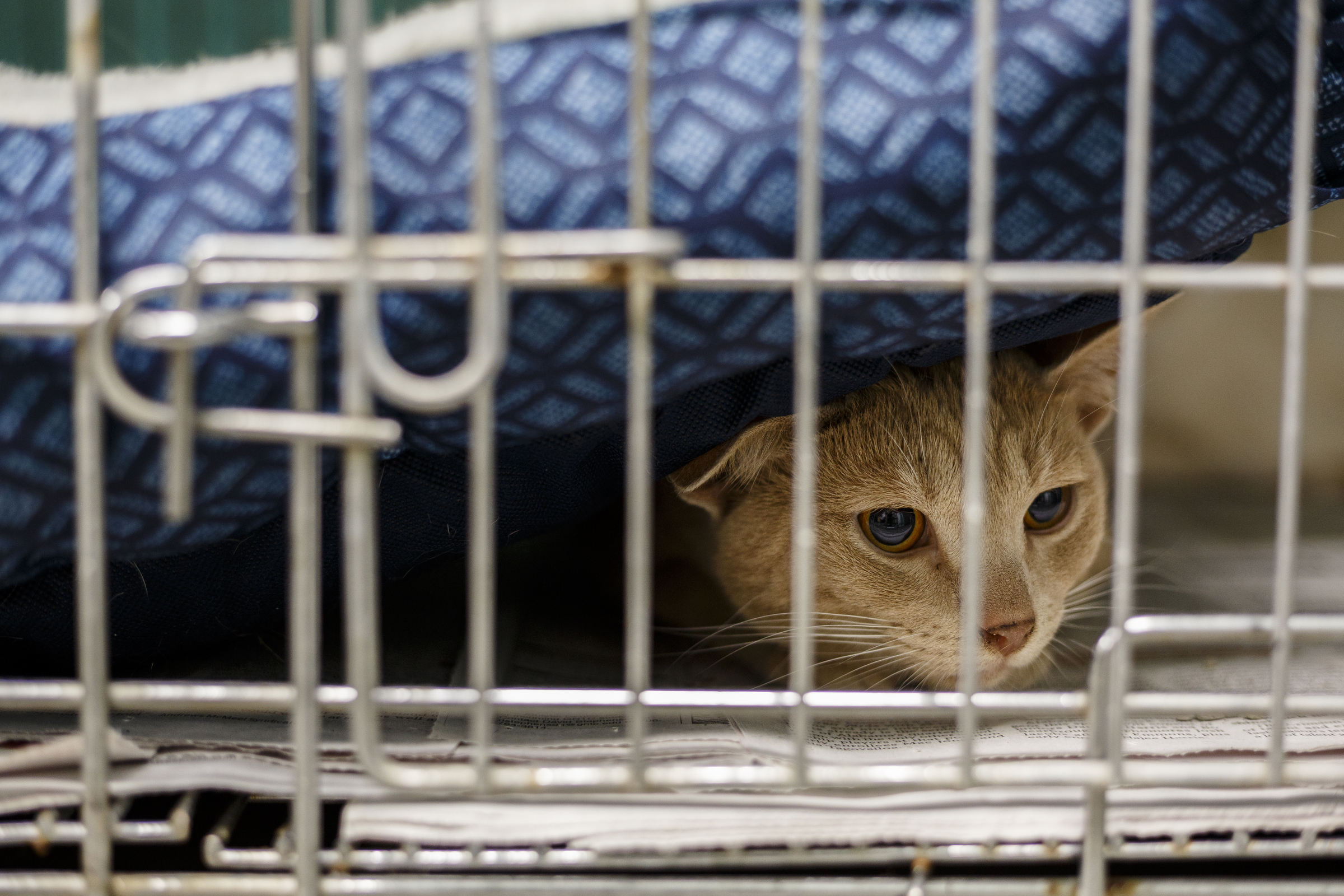 A cat lays beneath its bed at the Walker County Animal Shelter on Friday, April 28, 2017, in Chickamauga, Ga. The shelter is partnering with Target Zero to reduce the shelter's euthanasia rate.