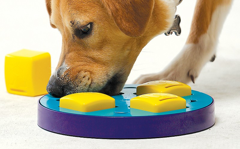 Food puzzles such as the Outward Hound Doggy Blocks can be used to feed an entire meal, and come in a variety of difficulty levels to keep pets entertained. Pictured is staff writer Gabrielle Chevalier's dog, Sasha. 