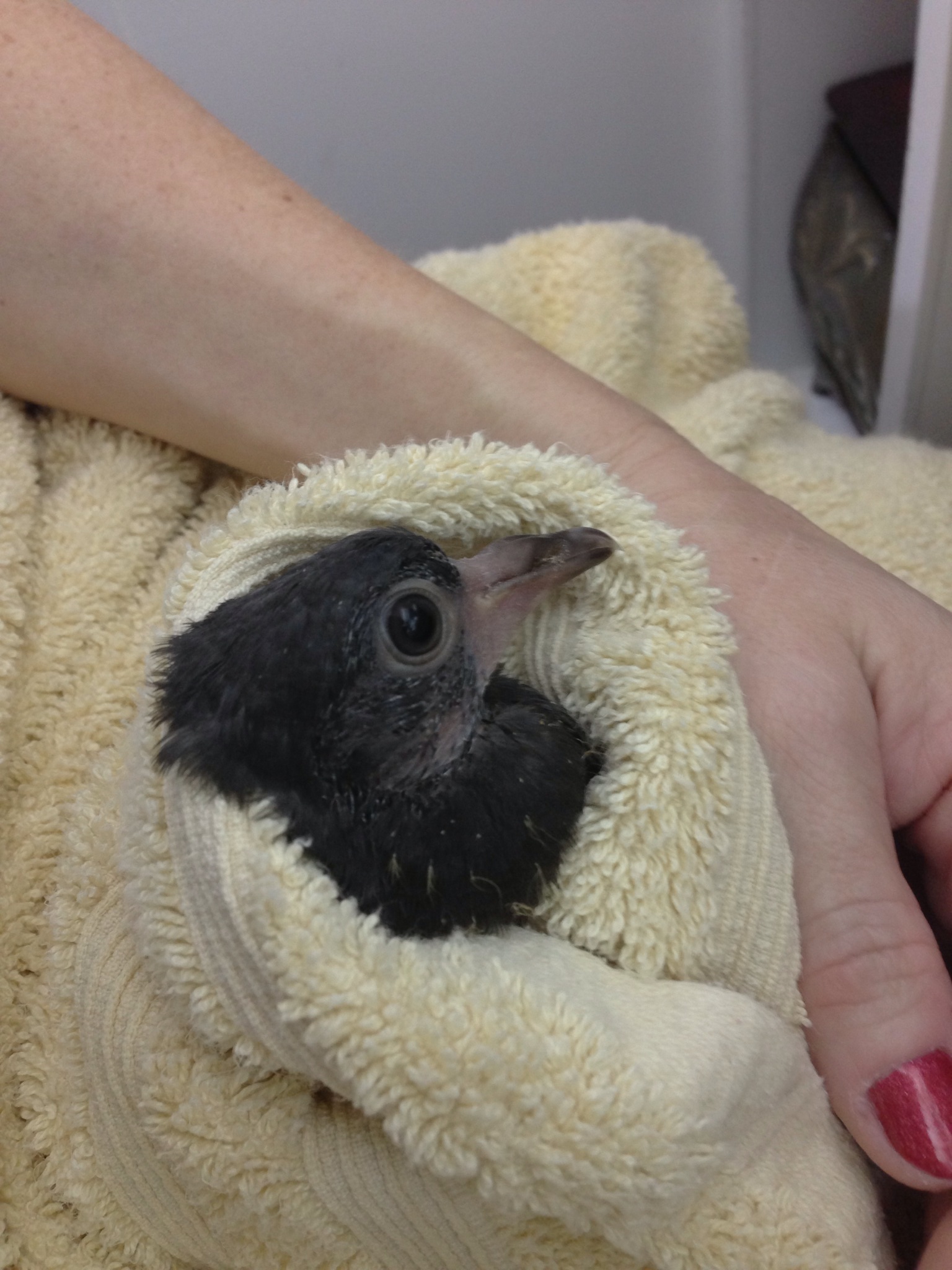 Russell came to Sherry Turner Teas in December 2012. Teas says, "Mom picked the name Russell and I love it. Russell Pigeon has a ring to it, kinda like Russell Crowe."