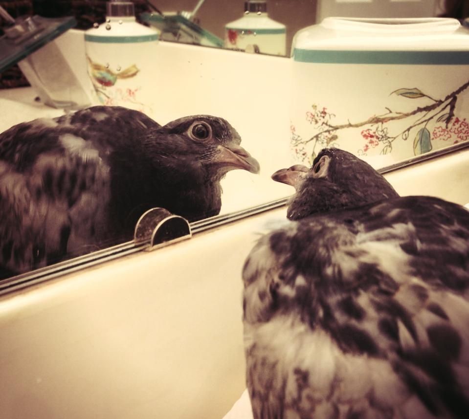 Sherry Turner Teas says Russell is a dog trapped in a pigeon's body.