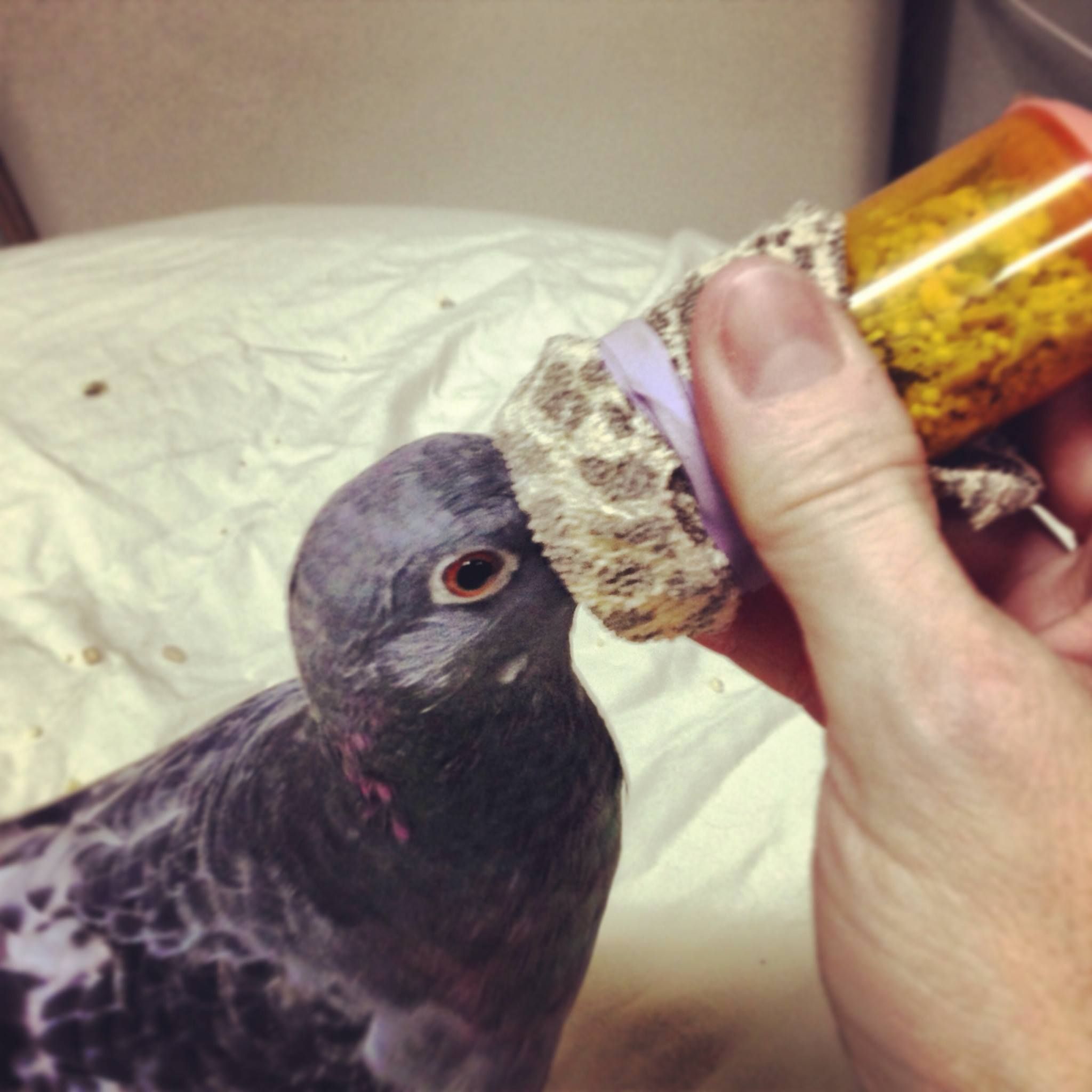 Sherry Turner Teas feeds Russell using a handmade seed bottle. Though Russell has been weaned for years, the seed bottle remains his most cherished object.