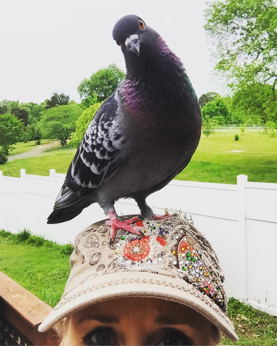 After nursing Russell back to health, Sherry Turner Teas tried to release the bird several times. But Russell refused to leave.