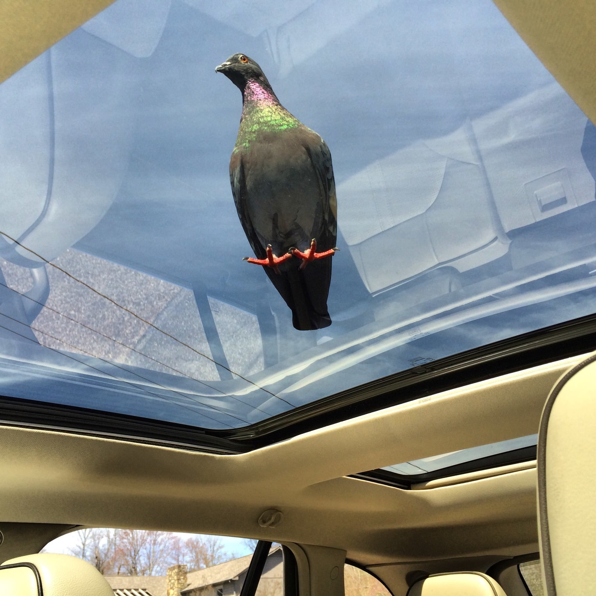 Sherry Turner Teas say one of Russell's favorite passtimes is taking rides on the roof of her car.