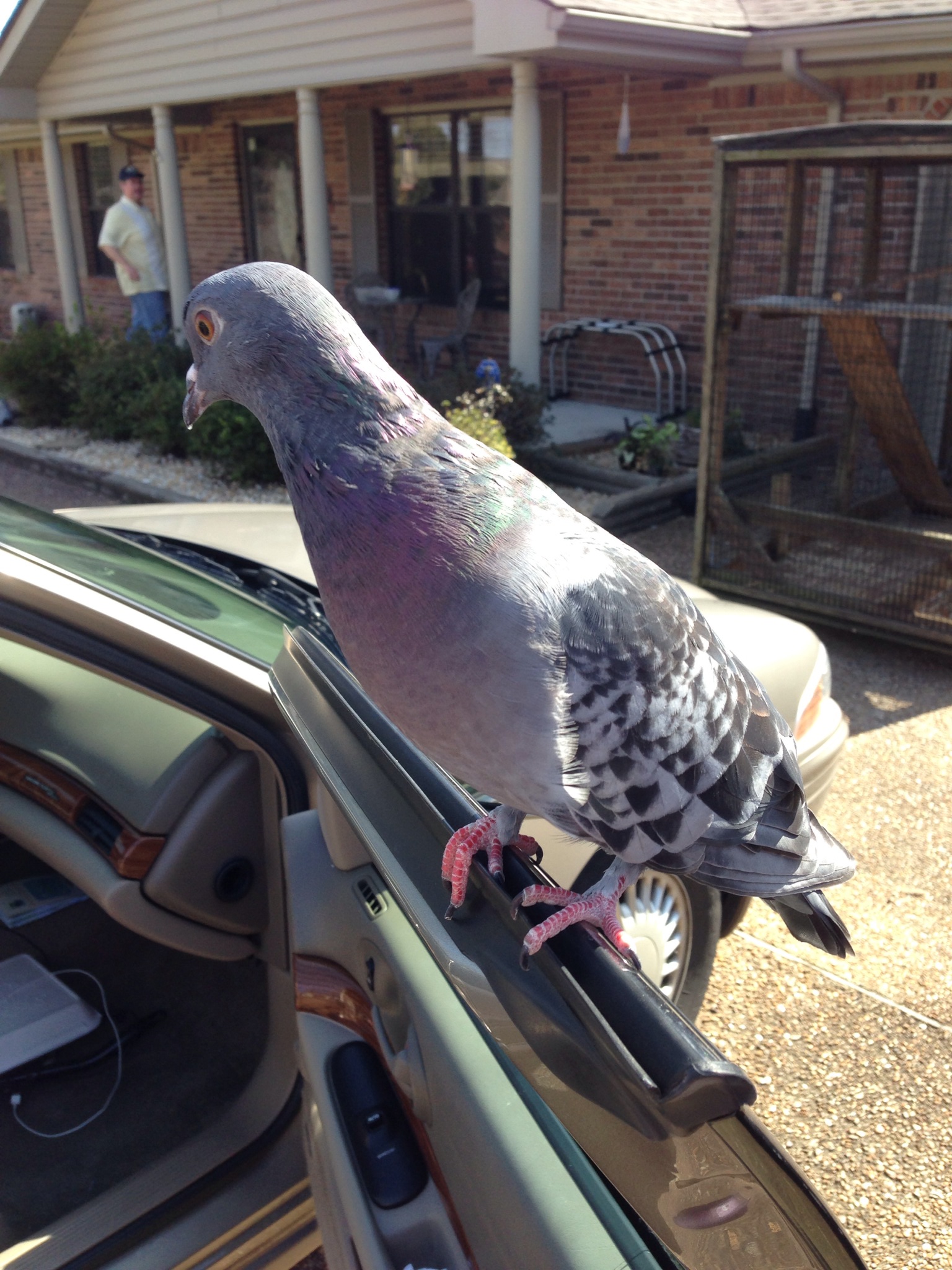 Sometimes, says Sherry Turner Teas, Russell even wants to ride inside the car.
