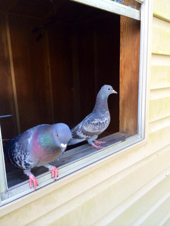 In 2013, Sherry Turner Teas rescued a female pigeon which she named Haley. During the course of Haley's rehabilitation, she and fellow rescued pigeon Russell bonded. Since pigeons mate for life, Teas did not have the heart to separate the birds. The two, pictured here, have been in love ever since.
