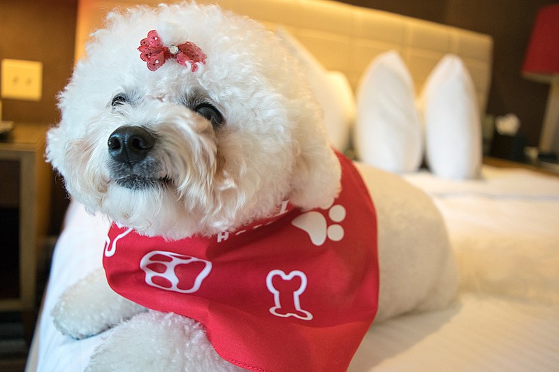 The Hutton Hotel's Happy Tails Pet Program provides perks such as welcome treats and a Hutton Hotel bandana. Pet parents are also provided with supplies for their stay such as food and water bowls, scratching posts, and custom Hutton leashes and placemats.