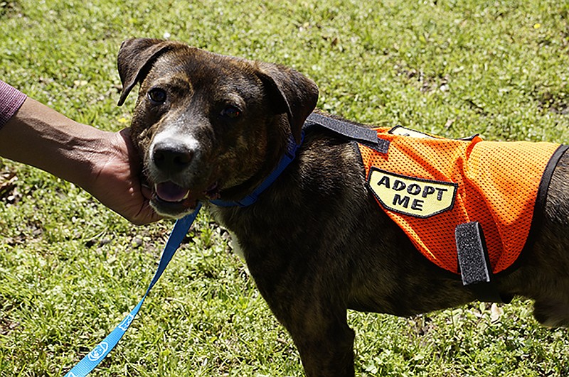 Every dog in McKamey's Trail Blazers Club is outfitted with an "Adopt Me" vest during walks to help them get exposure as they trot through Chattanooga. 