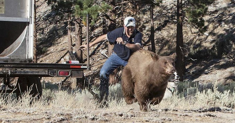 
              In this Aug. 9, 2013 photo provided by the Nevada Department of Wildlife, Carl Lackey, a long-time Nevada Department of Wildlife biologist, and a dog named ''Rooster'' chase after a California black bear after it was captured and re-released to the wild in the Carson Range southwest of Carson City, Nevada. Lackey has filed a defamation suit against bear protection advocates at Lake Tahoe he accuses of harassing and threatening him through a ''vicious and calculated'' social media campaign. (John Axtell/Nevada Department of Wildlife via AP)
            