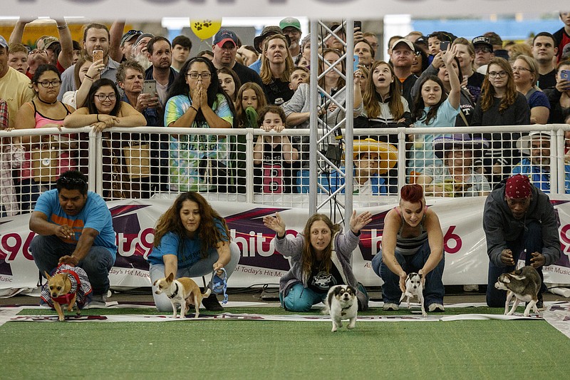 Spectators watch as chihuahuas are released in a heat at the 10th annual Running of the Chihuahuas event at First Tennessee Pavilion on Saturday, May 6, 2017, in Chattanooga, Tenn. The annual event pits the pint-sized pooches in 5-dog heat-style races to their owners.