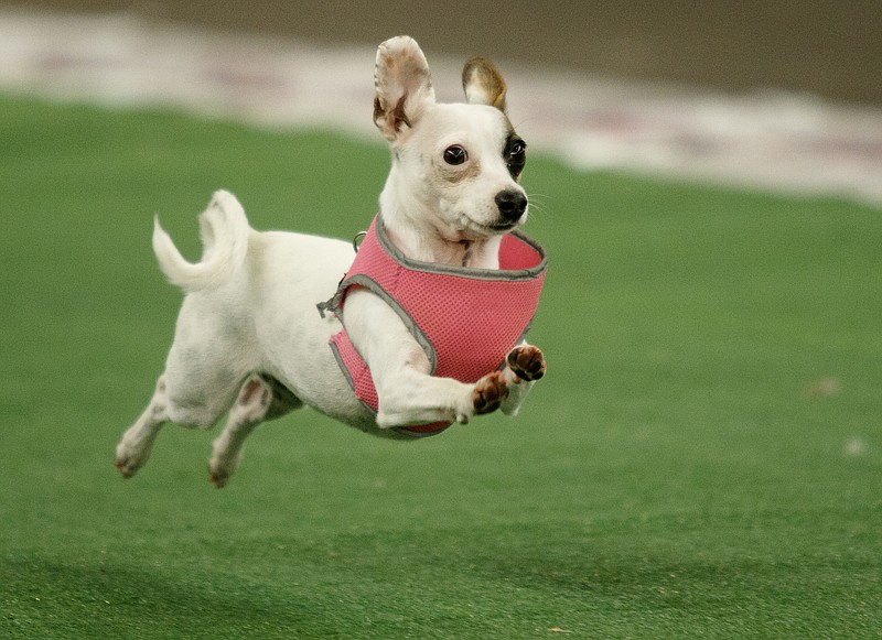 Cricket runs to win a heat at the 10th annual Running of the Chihuahuas event at First Tennessee Pavilion on Saturday, May 6, 2017, in Chattanooga, Tenn. The annual event pits the pint-sized pooches in 5-dog heat-style races to their owners.