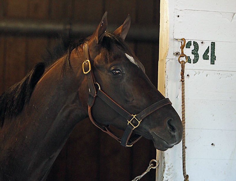 
              Kentucky Derby champion Always Dreaming watches all the activity outside his Barn 40 stall at Churchill Downs in Louisville, Ky., Sunday, May 7, 2017. (AP Photo/Garry Jones)
            