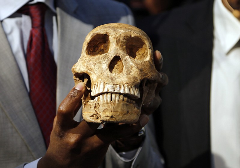 
              A replica skull of a species belonging to the human family tree whose remnants were first discovered in a South African cave in 2013 is held at the unveiling at the Maropeng Museum, near Magaliesburg, South Africa, Tuesday, May 9, 2017. The species lived several hundred thousand years ago, indicating the creature was alive at the same time as the first humans in Africa, scientists said Tuesday.  (AP Photo/Denis Farrell)
            