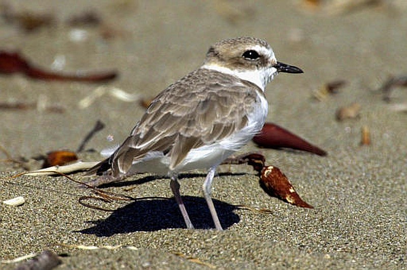 
              FILE - This Sept. 27, 2001, file photo shows a snowy plover at a beach nesting area in San Luis Obispo County on California's Central Coast. Federal officials said the western snowy plover is nesting along the Los Angeles County coast for the first time in nearly seven decades. The U.S. Fish and Wildlife Service reported Monday, May 8, 2017, that nests for the small, rare shorebird were found last month at Santa Monica Beach, Dockweiler State Beach, and Malibu Lagoon State Beach. (AP Photo/Reed Saxon, File)
            