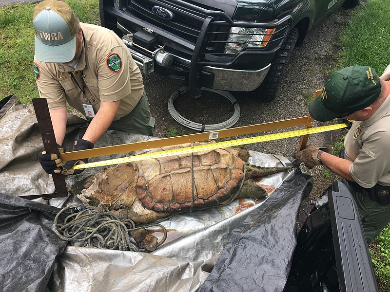 Tennessee Wildlife Resources Agency wildlife diversity biologist Chris Simpson and Putnam County TWRA wildlife officer Mike Beaty measure the overall length of the alligator snapping turtle found at Center Hill Lake on Friday.