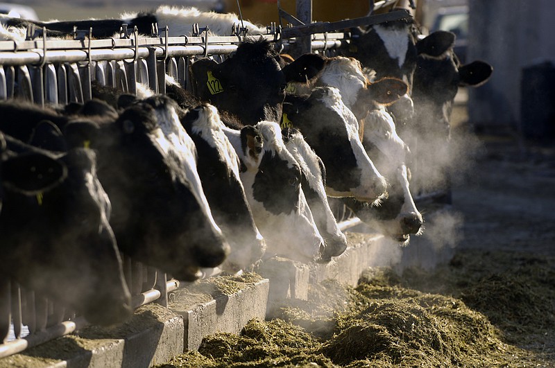 
              FILE- In this March 11, 2009 file photo, a line of Holstein dairy cows feed through a fence at a dairy farm outside Jerome, Idaho. Idaho is asking a federal appeals court to reinstate a statewide ban on spying at farms, dairies and slaughterhouses after a lower court judge sided with animal rights activists who said the ban violated free speech rights. (AP Photo/Charlie Litchfield, File)
            