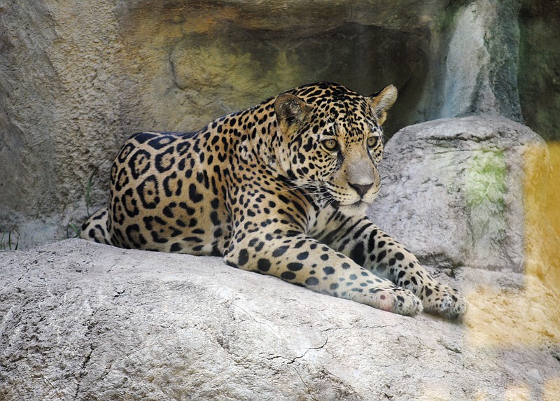 
              This 2016 photo provided by the Abilene Zoo, shows a jaguar named Estrella in an enclosure at the zoo in Abilene, Texas. Officials say Estrella was discovered missing Monday morning, May 15, 2017, and later found after attacking a monkey at a neighboring exhibit. The monkey had to be euthanized. Estrella was tranquilized using a dart gun and placed in a holding pen. (Liz Kellerman/Abilene Zoo via AP)
            