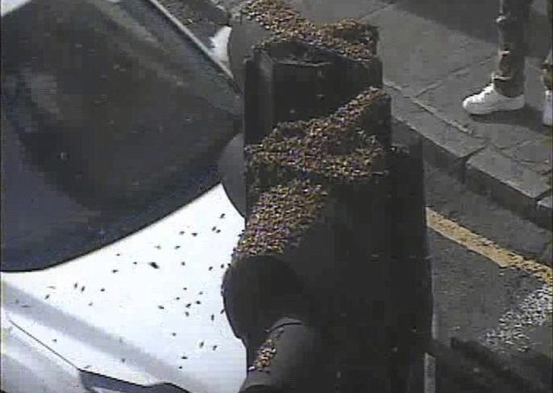 
              This photo issued by Transport for London (TfL) and taken with a traffic camera, shows a swarm of insects on a traffic light in south-east London, Tuesday May 16, 2017. Social media users in London are buzzing about an apparent swarm of flying insects that has descended on one part of the city. (Transport for London via AP)
            