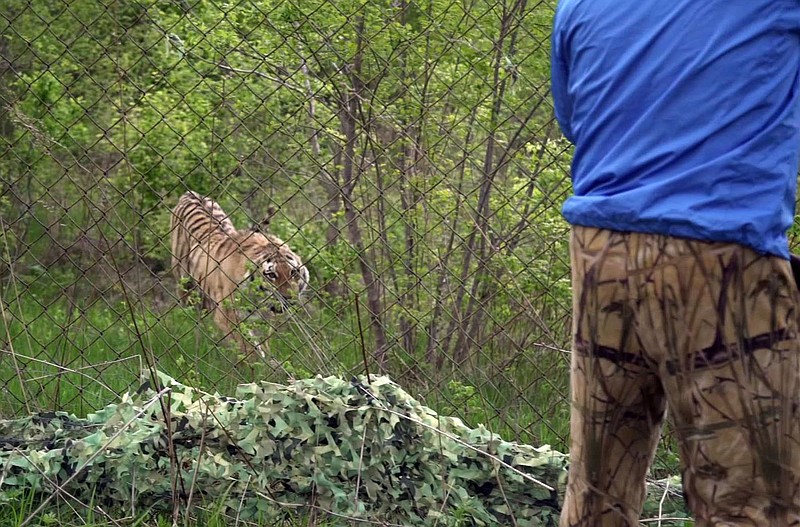 
              In this image made from video released by Amur Tiger Centre/WWF, a male Amur tiger is seen before being released into the wild in Bikin National Park in southeastern Russia, Monday, May 15, 2017. A Siberian tiger that terrorized Russia's Far East city of Vladivostok by prowling its suburbs has been relocated to a vast, wild Russian national park where officials hope he will thrive. The tiger, nicknamed Vladik, was captured last October on the edge of Vladivostok. He was helicoptered Monday to Bikin National Park, 500 kilometers (350 miles) further north. (Amur Tiger Centre/WWF via AP)
            
