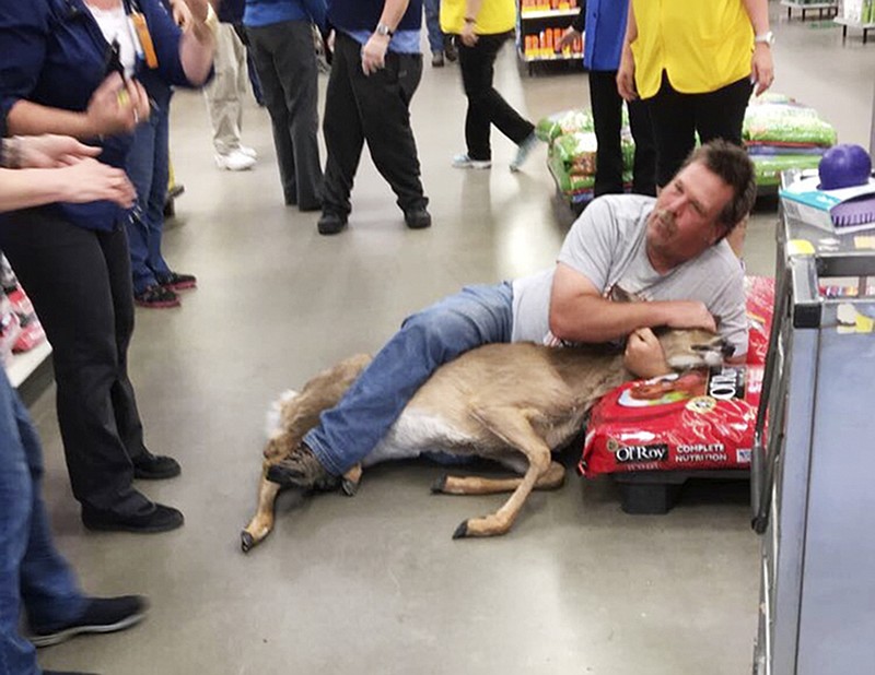 
              The Tuesday, May 16, 2017, photo, provided by Stephanie L Koljonen shows Tom Grasswick, a customer at a Walmart store in Wadena, Minn., holding onto a confused white-tailed deer that wandered into the store. Grasswick covered the eyes of the startled deer and he and others managed to remove the animal and set it free outdoors. (Stephanie L Koljonen via AP)
            