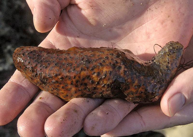 
              In this Dec. 30, 2005 photo Jim DePompei of the Cabrillo Marine Aquarium holds a sea cucumber in the tide pools at Cabrillo Beach in the San Pedro section of Los Angeles. A father and son have been indicted on charges of smuggling illegally harvested sea cucumbers worth more than $17 million into the United States and selling the Chinese delicacy on Asian markets, Friday, May 19, 2017. (Sean Hiller/Los Angeles Daily News via AP)
            