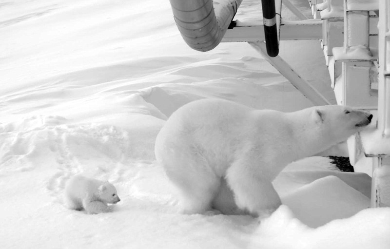 
              In this undated image taken by a remote camera and provided by the U.S. Fish and Wildlife Service, a polar bear and her young cub stand next to a causeway bridge leading to an artificial island oil production platform in the Beaufort Sea in Alaska. Hilcorp Alaska oil field workers in December spotted the den alongside the bridge and restricted activity to make sure the female was not disturbed. The mother and her cub emerged March 18, stayed near the den for two weeks and headed out to see to hunt for seals. (U.S. Fish and Wildlife Service via AP)
            