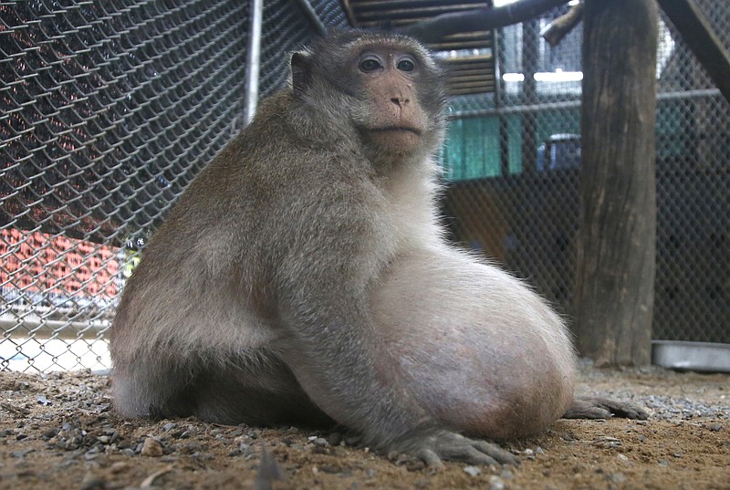 
              A wild obese macaque, named "Uncle Fat" who was rescued from a Bangkok suburb, sits in a rehabilitation center in Bangkok, Thailand, Friday, May 19, 2017. The morbidly obese wild monkey, who gorged himself on junk food and soda from tourists, has been rescued and placed on a strict diet. (AP Photo/Sakchai Lalit)
            