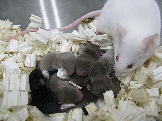 
              This July 23, 2014, photo provided by University of Yamanashi shows a white mouse foster mother with pups. Freeze-dried mice sperm samples were launched in 2013 to the International Space Station and returned to Earth in 2014. The intense radiation of space caused slight DNA damage to the sperm. Yet, following in vitro fertilization on the ground, healthy offspring resulted. The baby mice grew into adults with normal fertility of their own. (Sayaka Wakayama/University of Yamanashi via AP)
            