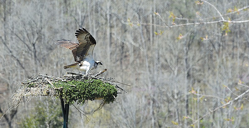 An osprey takes off from its nest at the Tennessee River Gardens property.