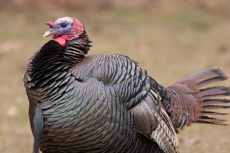 What is it about the crazy but beautiful wild turkey that captivates so many hunters? Outdoors columnist Larry Case explores that question in this week's edition of "The Trail Less Traveled."