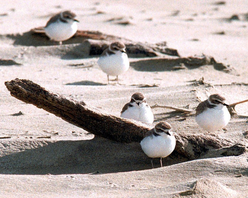 
              FILE- In this undated file photo, snowy plovers cluster on the Oregon coast beach near Coos Bay, Ore. A Western snowy plover chick has hatched on a beach at Nehalem Bay State Park on the northern Oregon coast, the first hatchling spotted there since the 1960's. The Oregon Parks and Recreation Department said Wednesday, May 24, 2017, that the species is showing signs of recovery along Oregon's southern coast but this is the first hatchling in the Nehalem Bay area in Tillamook County. (Randy L. Rasmussen /The Oregonian via AP, File)
            