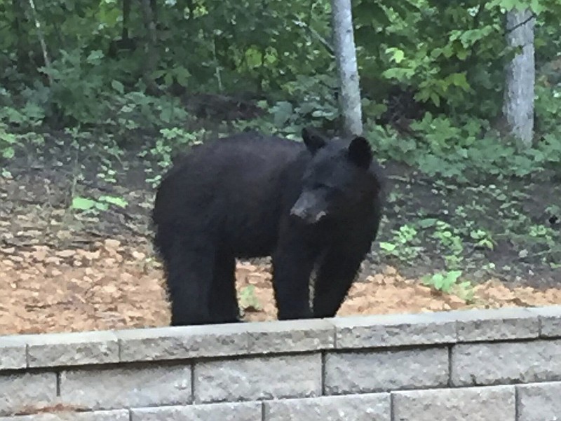 An Apison-area reader who asked not to be named shot this photo early Tuesday of a black bear in the back yard of her home near Apison Elementary School.