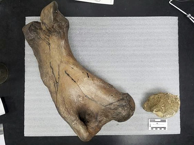 
              This May 2017 photo provided by the Los Angeles County Metropolitan Transportation Authority shows the fossilized hip joint of a an ancient ground sloth, unearthed as crews were digging a tunnel for a new Los Angeles train line. Metro says the fossil was discovered on May 16, 2017, in a layer of sandy clay 16 feet (4.9 meters) below Crenshaw Boulevard just west of downtown Los Angeles. (Los Angeles County Metropolitan Transportation Authority via AP)
            