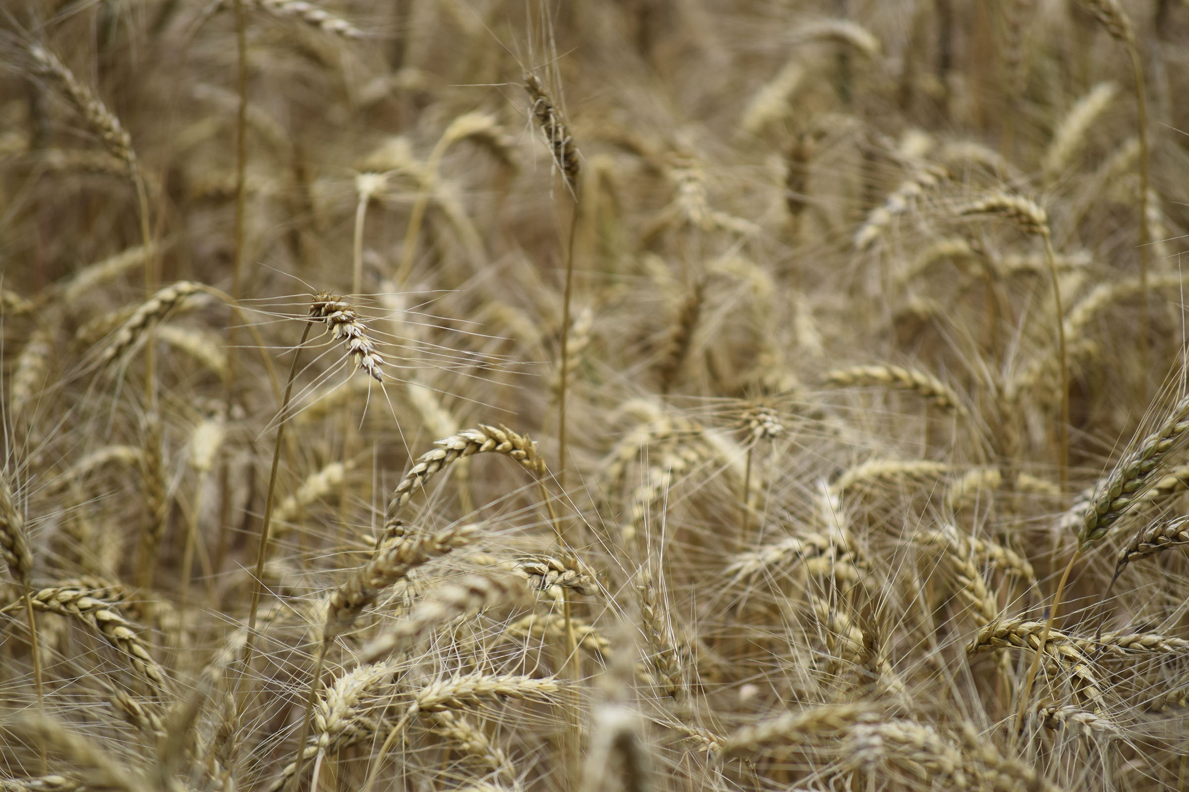 A healthy crop of wheat stands almost ready for cutting June 1, 2017, at Mountain Cove Farms on Dougherty Gap Road in Walker County, Ga., where some of the worst of the historic drought of 2016 hovered for the better part of a year. Plentiful rain so far this spring has fostered a far better growing season so far, local agriculture officials say.