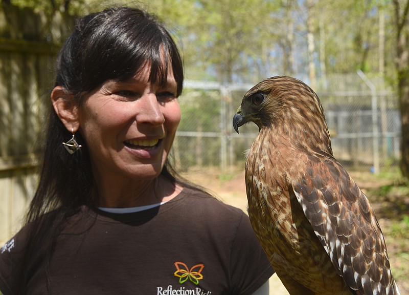 Tish Gailmard holds Ember, a female red-shouldered hawk, at Reflection Riding Arboretum & Nature Center, where she serves as wildlife director. Gailmard was recently named Conservation Educator of the Year by the Tennessee Wildlife Federation. (Staff file photo)