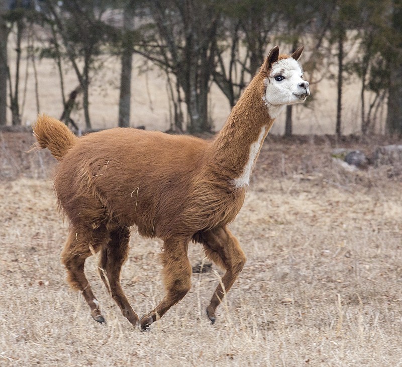 Kabuki, an alpaca at Red Clay Farm, goes for a run. (Contributed photo)