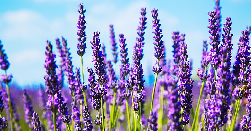 Red Oak Lavender Farm grows an estimated 2,000 lavender plants in 20 varieties.