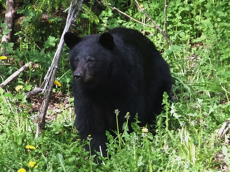 A black bear walks on a grassy hillside while eating vegetation last month in Juneau, Alaska.