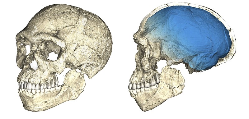 
              The undated artist rendering provided by the Max Planck Institute for Evolutionary Anthropology shows two views of a composite reconstruction of the earliest known Homo sapiens fossils from Jebel Irhoud (Morocco) based on micro computed tomographic scans of multiple original fossils. The oldest known fossils of human species have been unearthed in Morocco, revealing an early evolutionary step toward developing the fully modern human body. (Philipp Gunz/Max Planck Institute for Evolutionary Anthropology via AP)
            