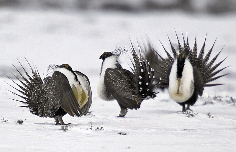 
              FILE - In this April 20, 2013 file photo, male greater sage grouse perform mating rituals for a female grouse, not pictured, on a lake outside Walden, Colo. Interior Secretary Ryan Zinke is ordering a review of federal efforts to conserve the imperiled sage grouse to ensure that officials in 11 Western states where the bird lives are fully consulted. Zinke says that while the federal government has a responsibility under the Endangered Species Act to protect the ground-dwelling bird, “we also have a responsibility to be a good neighbor and a good partner.” He says a directive that could “destroy local economies” or impose onerous regulations on public lands “is no way to be a good neighbor.’’ (AP Photo/David Zalubowski, File)
            