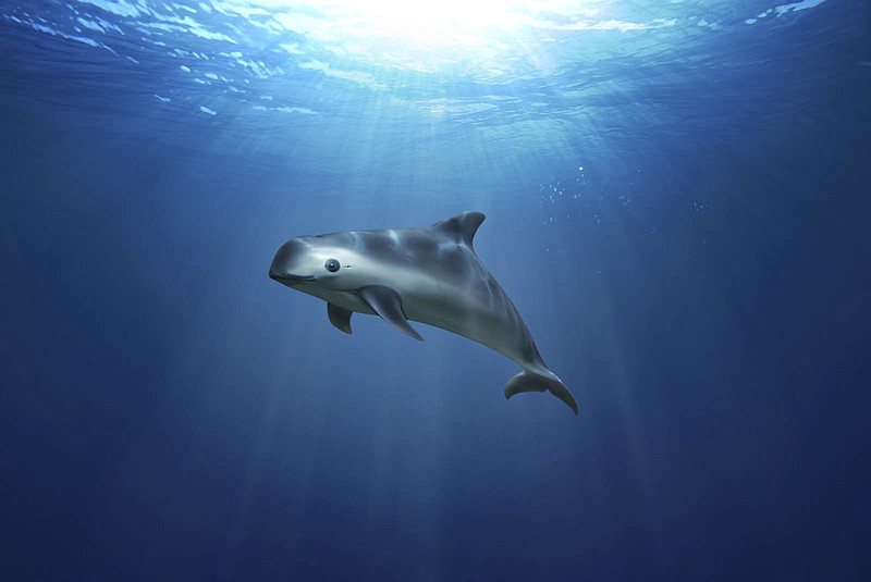 
              This illustration of a Vaquita Marina, provided by Greenpeace, shows an image of the highly endangered sea mammal swimming in the sea. Mexico’s president, its richest man and actor Leonardo DiCaprio have signed an agreement that aims to protect marine ecosystems in the upper Gulf of California where the vaquita porpoise is critically endangered. (Greenpeace via AP)
            