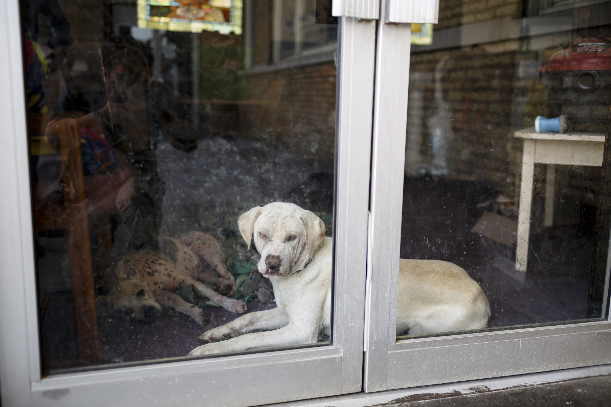 Fostered dogs lounge in a window at Mercy Junction Justice and Peace center in Highland Park on Wednesday, May 17, 2017, in Chattanooga, Tenn. The center has been forced to close temporarily after safety concerns were raised about two residents who have formed their own religion.