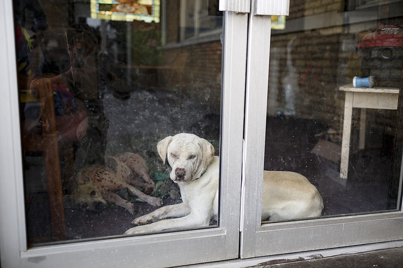 Fostered dogs lounge in a window at Mercy Junction Justice and Peace center in Highland Park on Wednesday, May 17, 2017, in Chattanooga, Tenn. The center has been forced to close temporarily after safety concerns were raised about two residents who have formed their own religion.